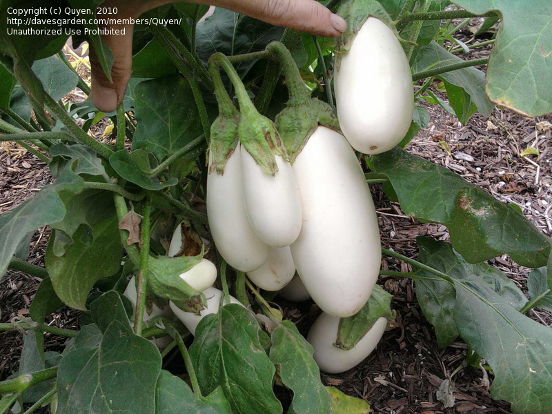 معرفی و راهنمای پرورش سبزی جات غیر برگی - بادمجان